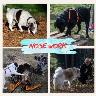 nose work
