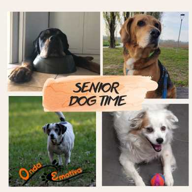 senior dog time