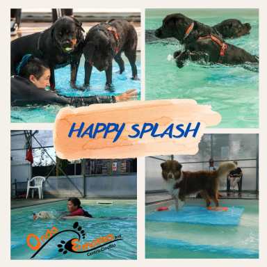 splah happy